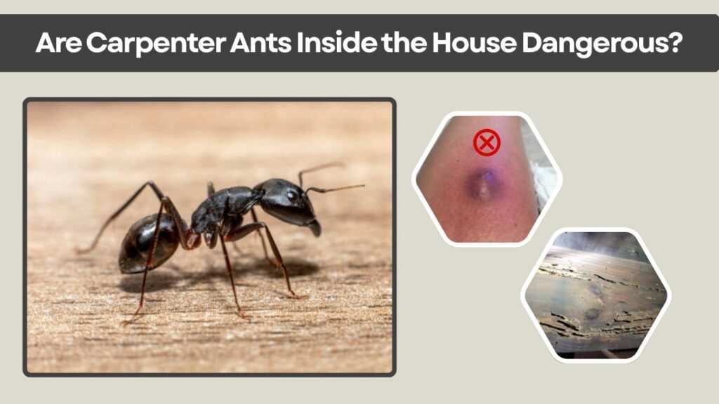 Are Carpenter Ants Inside the House Dangerous?
