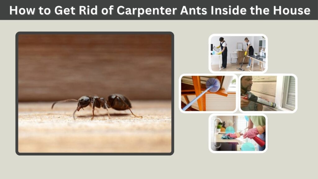 How to Get Rid of Carpenter Ants Inside the House