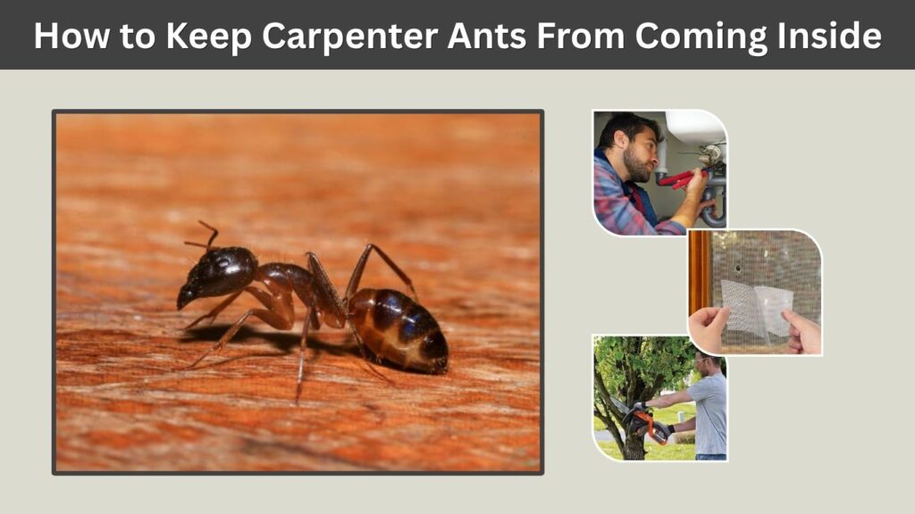 How to Keep Carpenter Ants From Coming Inside