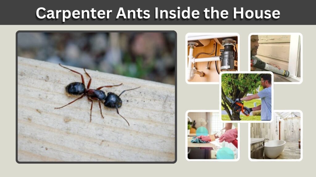 Carpenter Ants Inside the House: Causes and Removal Tips