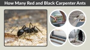 How Many Red and Black Carpenter Ants Are in a Colony?