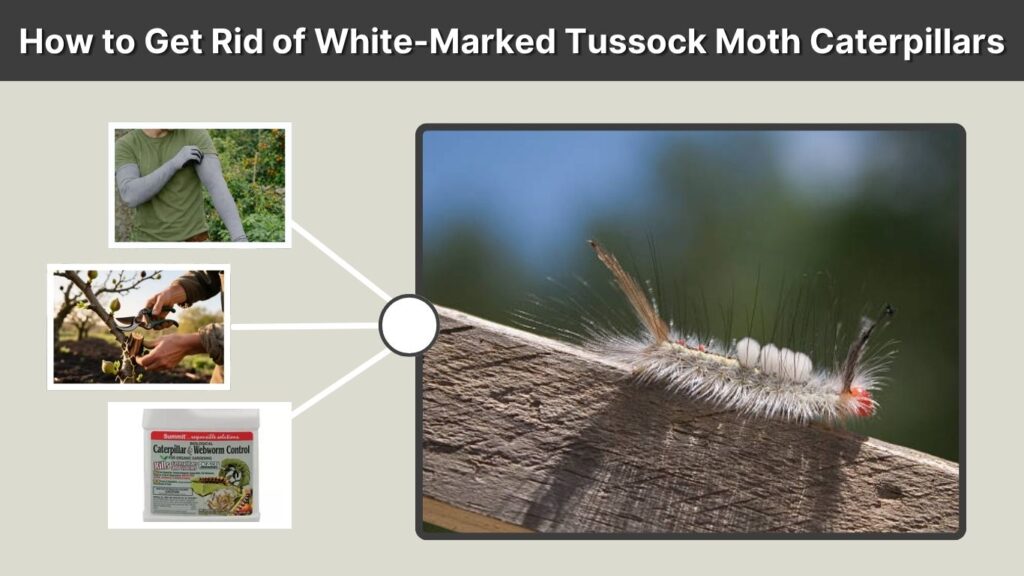 How to Get Rid of White-Marked Tussock Moth Caterpillars
