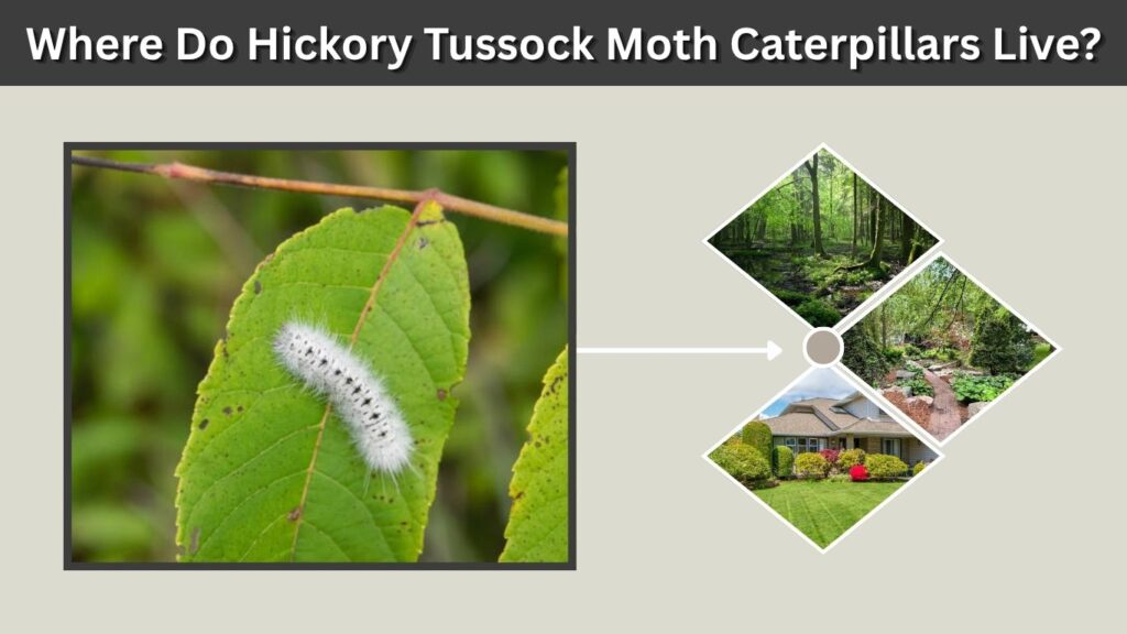Where Do Hickory Tussock Moth Caterpillars Live?