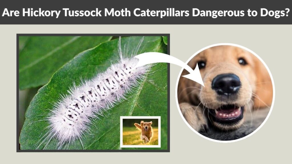 Are Hickory Tussock Moth Caterpillars Dangerous to Dogs?
