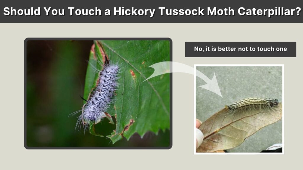 Should You Touch a Hickory Tussock Moth Caterpillar?
