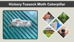 Hickory Tussock Moth Caterpillar: Rash, Sting, Diet, and Control