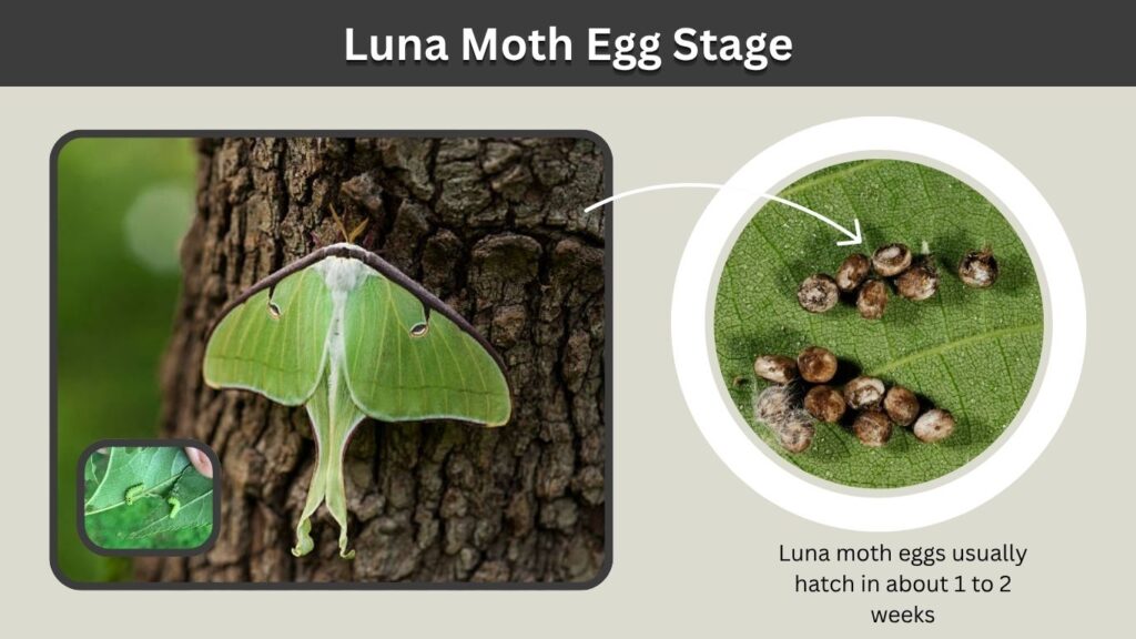 Luna Moth Egg Stage