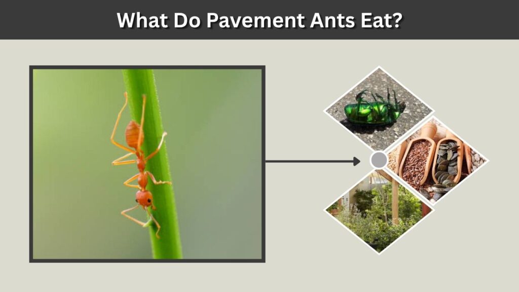 What Do Pavement Ants Eat?