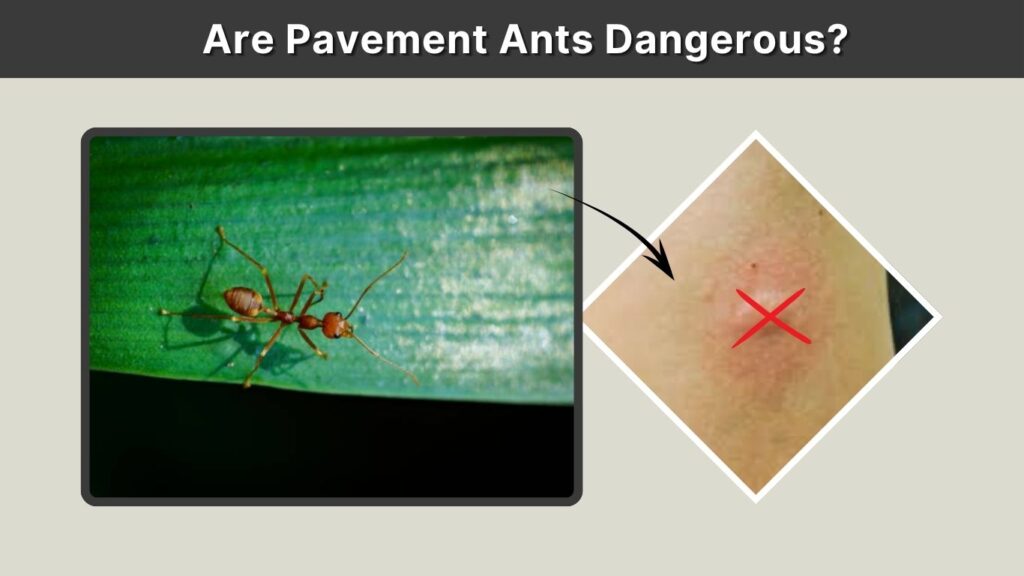 Are Pavement Ants Dangerous?