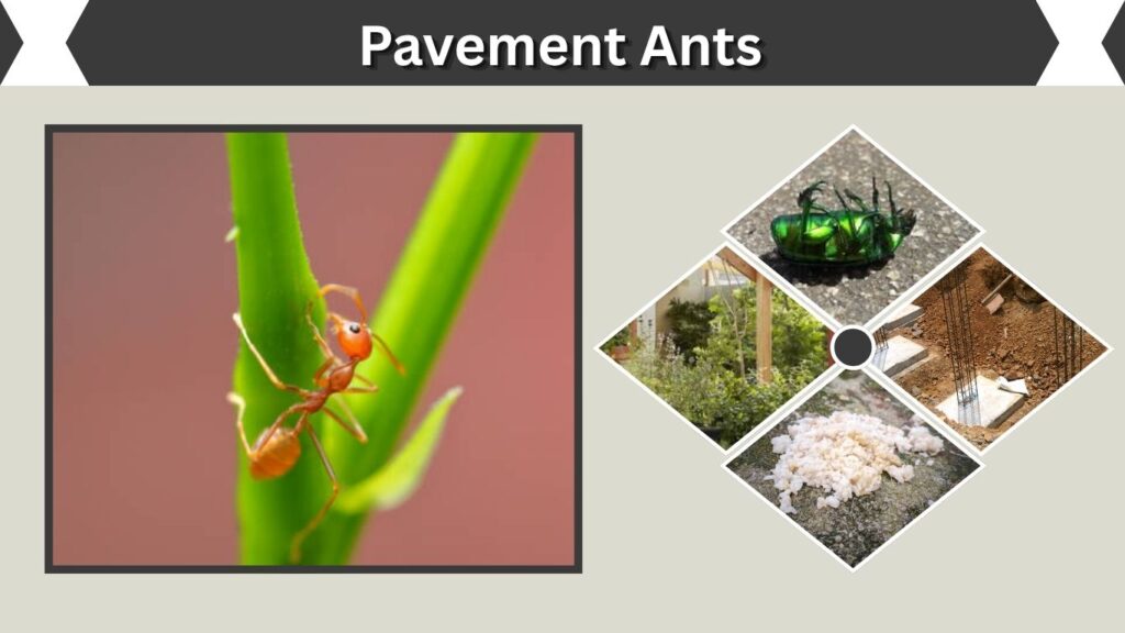 Pavement Ants: Size, Color, Habitat, Diet, Lifecycle, and More