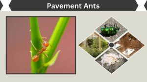 Pavement Ants: Size, Color, Habitat, Diet, Lifecycle, and More