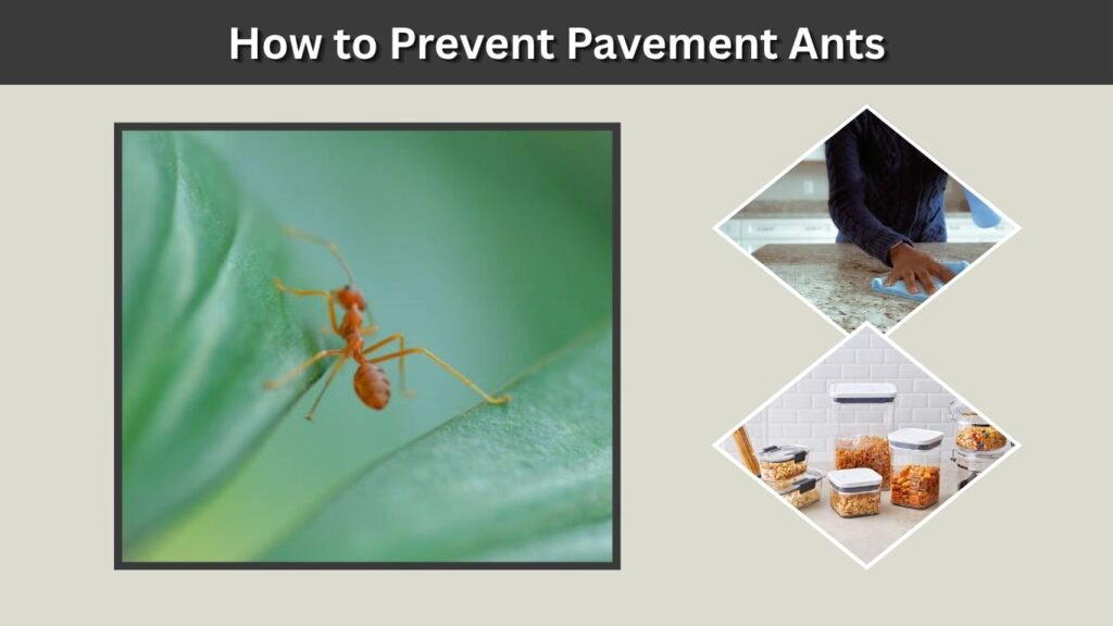 How to Prevent Pavement Ants