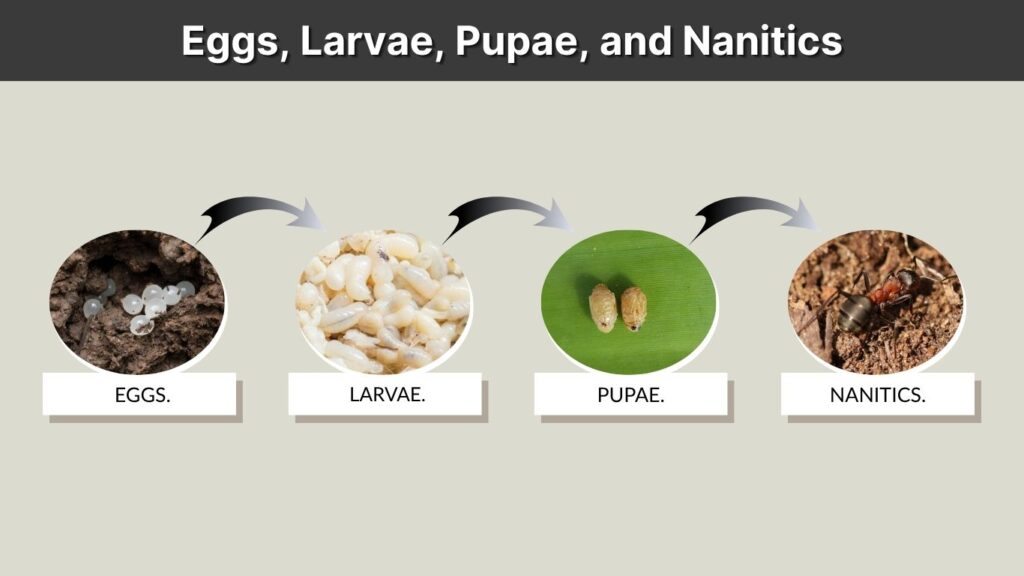 Eggs, Larvae, Pupae, and Nanitics