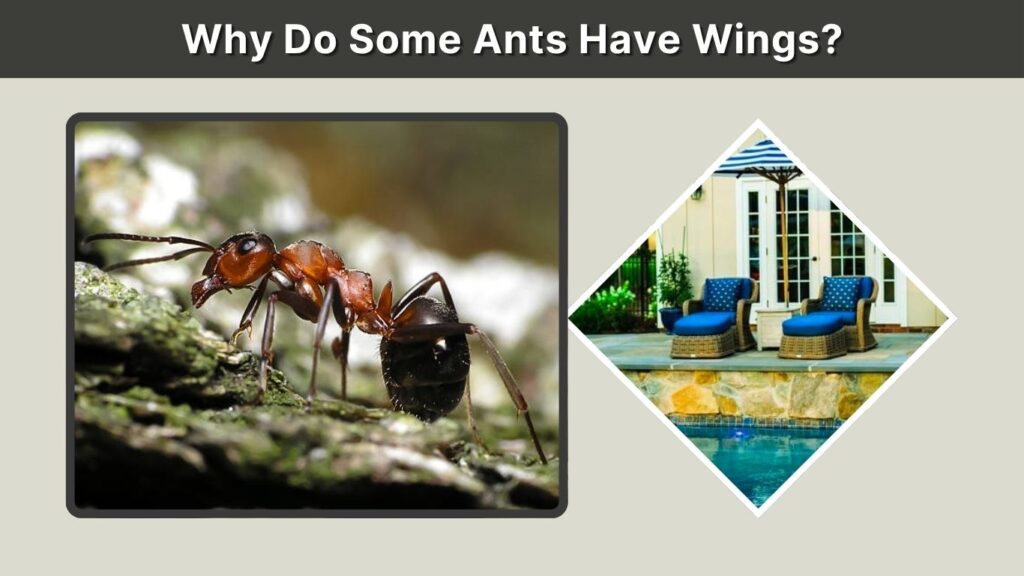 Why Do Some Ants Have Wings?