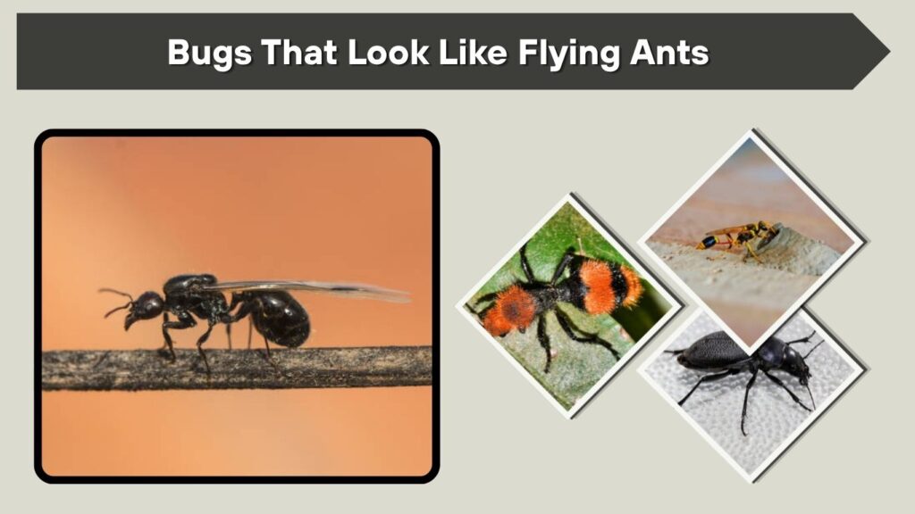 Bugs That Look Like Flying Ants