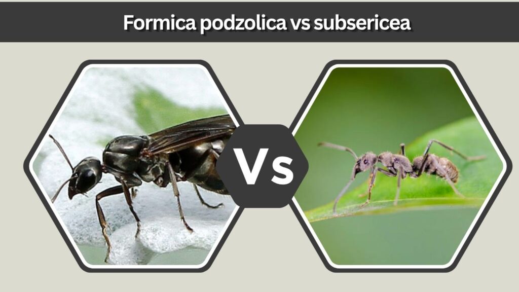 Formica podzolica vs subsericea