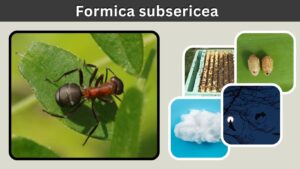Formica subsericea: Silky Field Ant Care Guide
