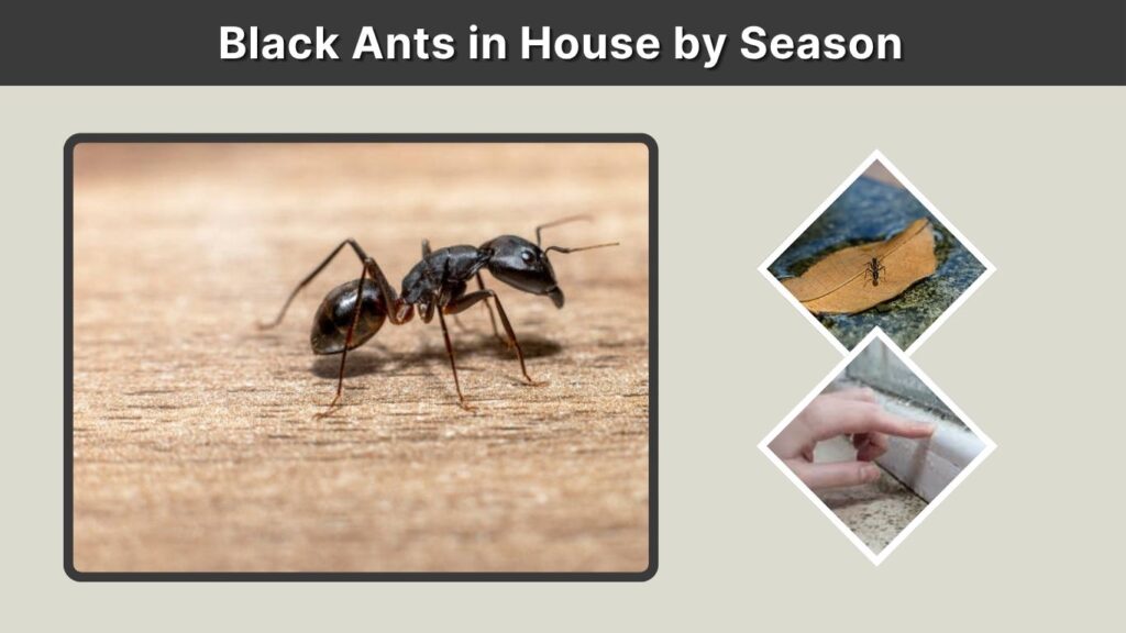 Black Ants in House by Season