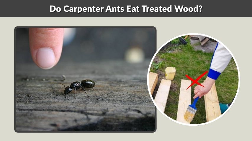 Do Carpenter Ants Eat Treated Wood?