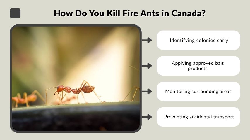 How Do You Kill Fire Ants in Canada?