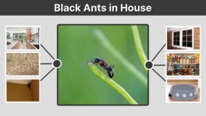 Black Ants in House: Causes, Types, and Removal