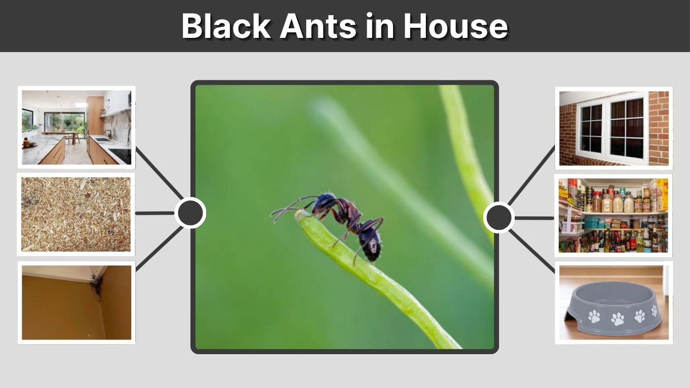 Black Ants in House: Causes, Types, and Removal