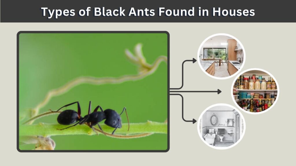 Types of Black Ants Found in Houses