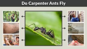 Do Carpenter Ants Fly? Winged Carpenter Ants Explained