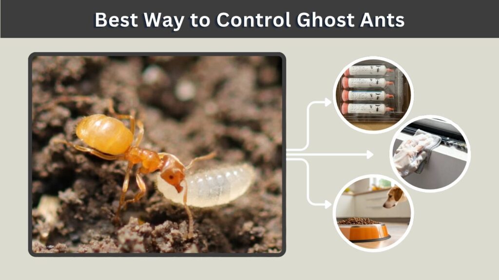 Best Way to Control Ghost Ants
