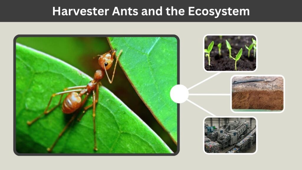 Harvester Ants and the Ecosystem