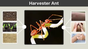 Harvester Ant: Identification, Bite, Habitat, and Control