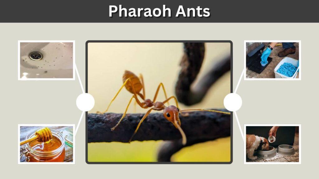 Pharaoh Ants: Identification, Risks, and Control Guide