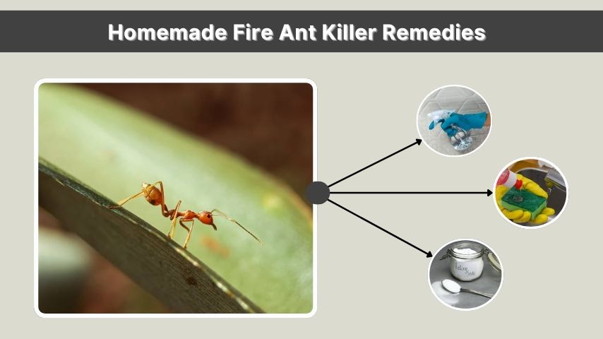 Homemade Fire Ant Killer Remedies