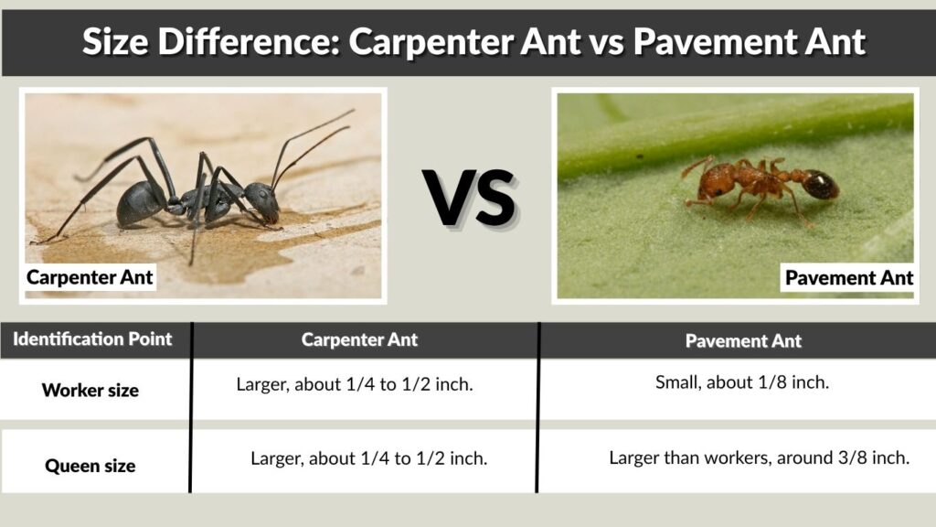 Size Difference: Carpenter Ant vs Pavement Ant