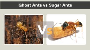 Ghost Ants vs Sugar Ants: Key Differences and Control