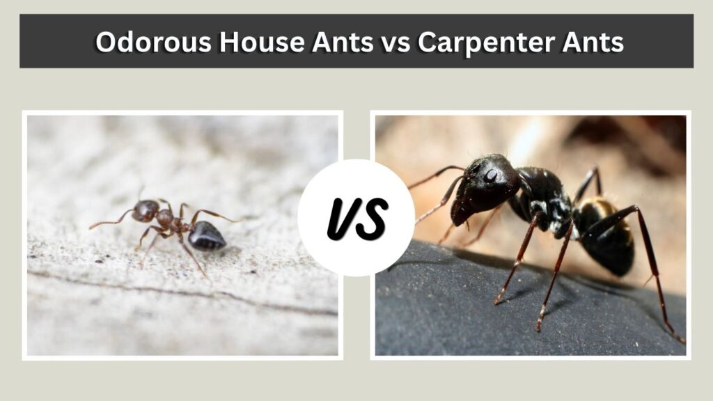 Odorous House Ants vs Carpenter Ants