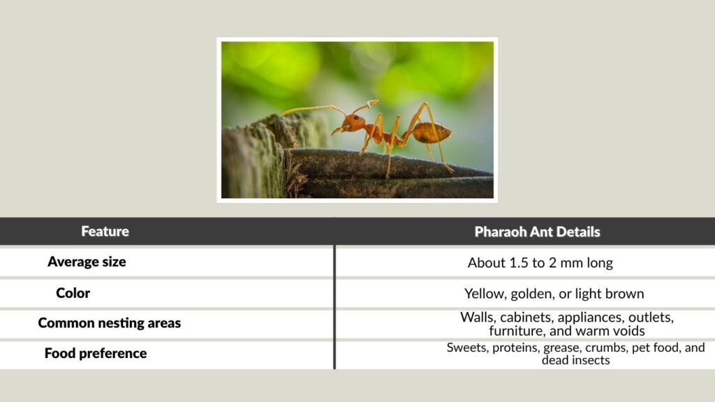 Pharaoh Ant Size, Habitat, and Colony Behavior