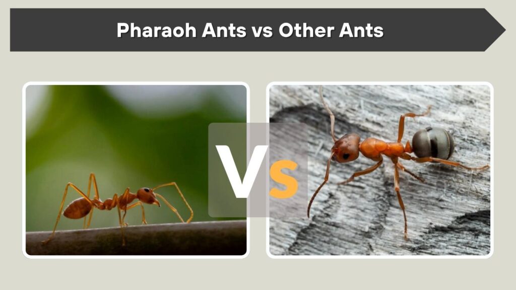 Pharaoh Ants vs Other Ants