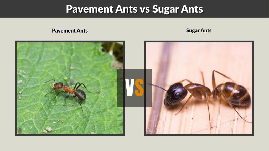 Pavement Ants vs Sugar Ants