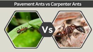 Pavement Ants vs Carpenter Ants: Key Differences