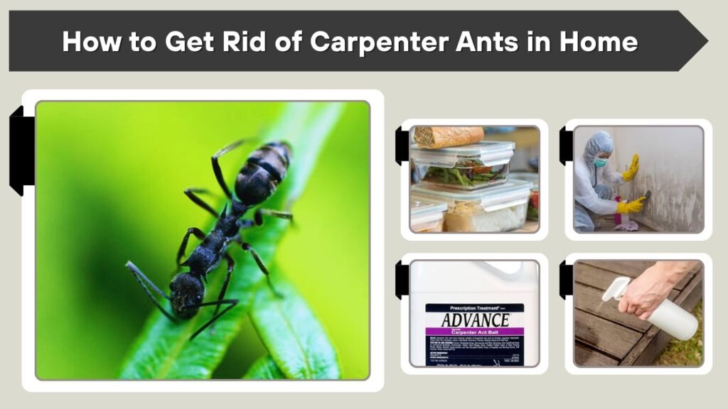 How to Get Rid of Carpenter Ants in Home