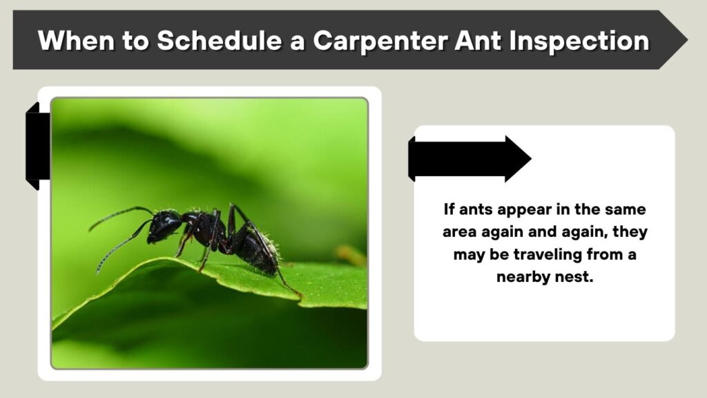 When to Schedule a Carpenter Ant Inspection