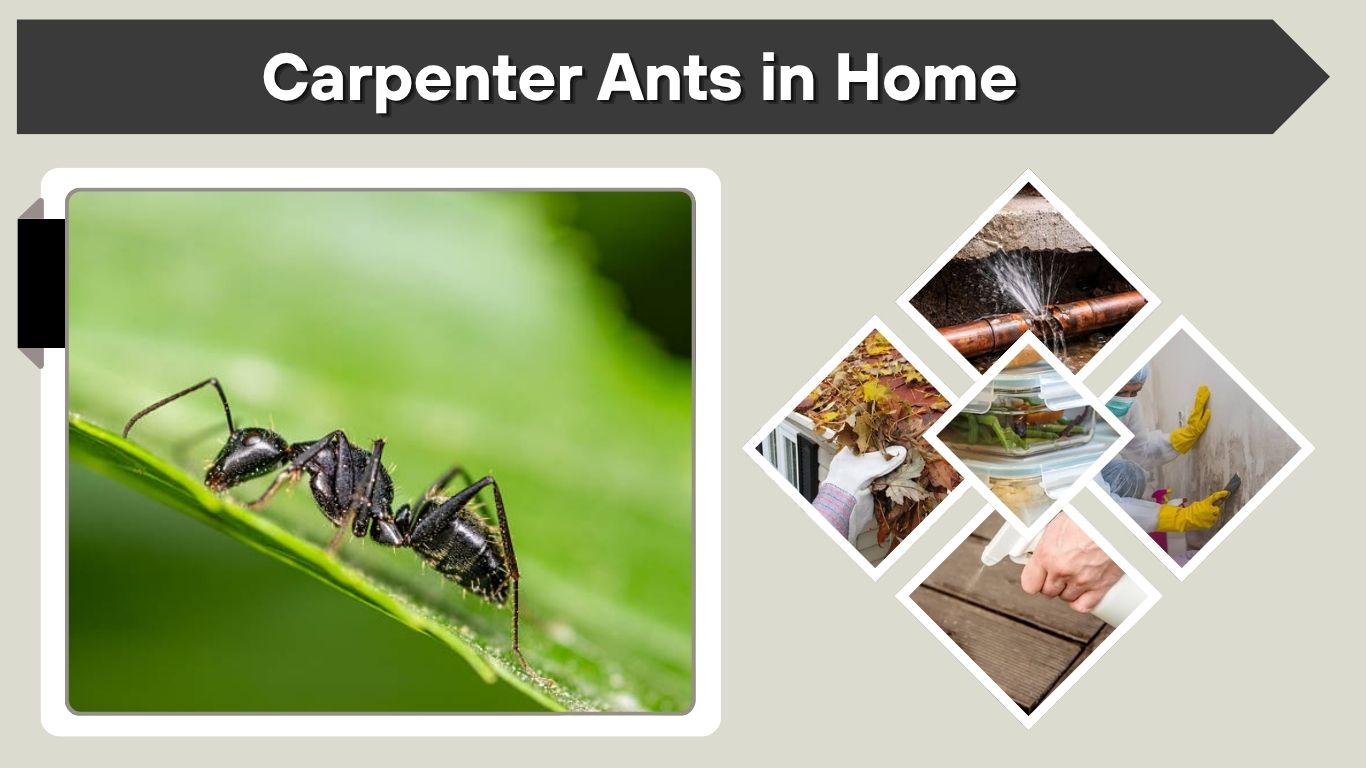 Carpenter Ants in Home