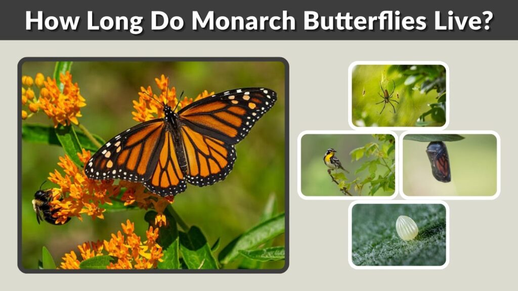 How Long Do Monarch Butterflies Live? Lifespan and Life Cycle