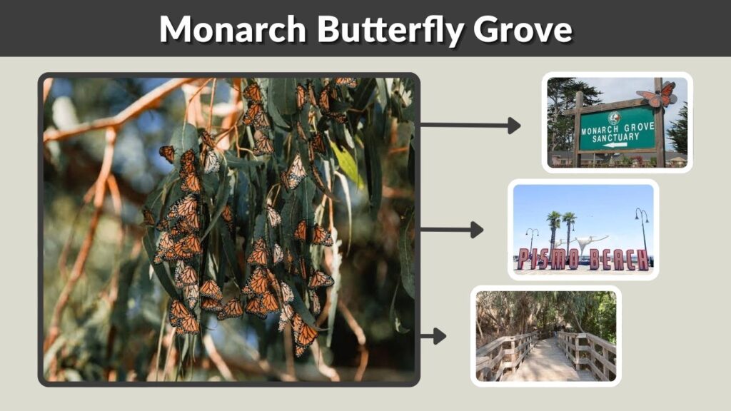 Monarch Butterfly Grove: Best Places, Season and Tips
