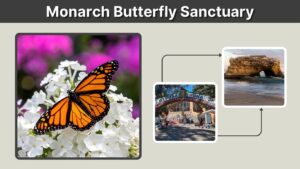 Monarch Butterfly Sanctuary: Locations, Seasons and Tips