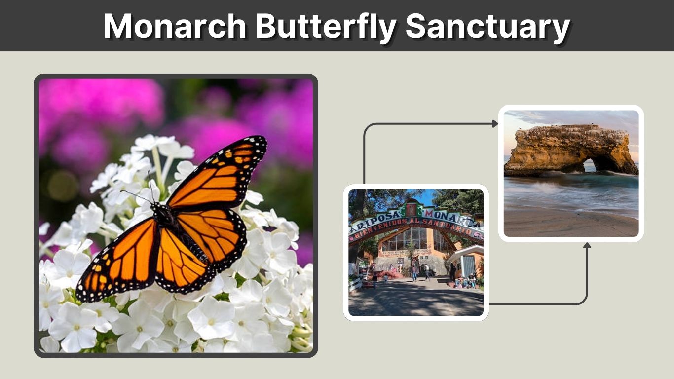 Monarch Butterfly Sanctuary: Locations, Seasons and Tips