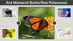 Are Monarch Butterflies Poisonous to Humans and Animals?