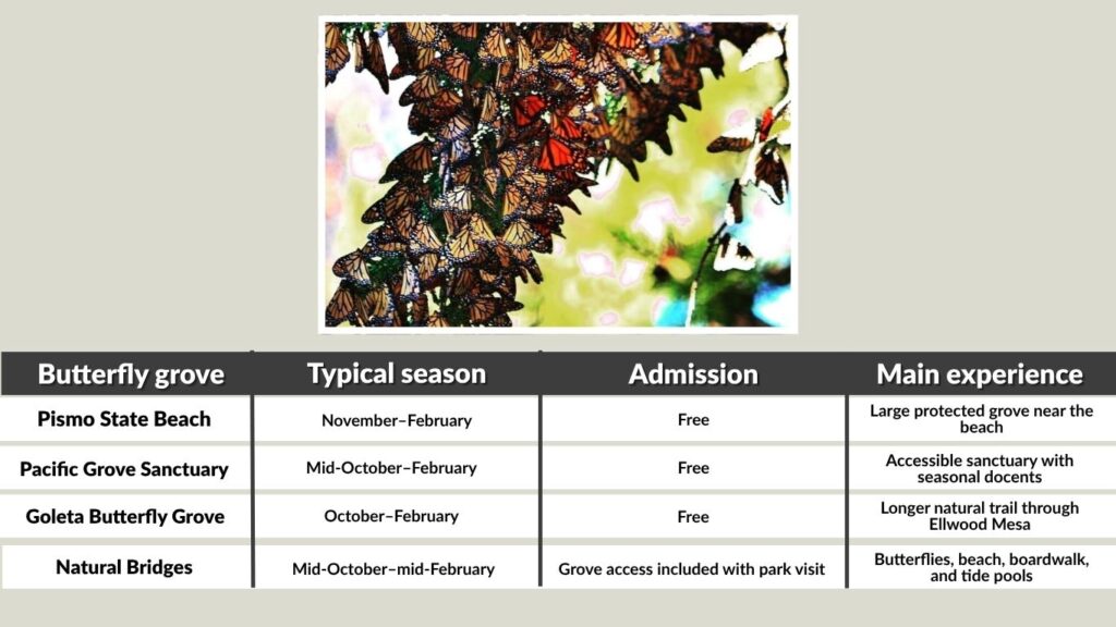 Best Monarch Butterfly Groves in California