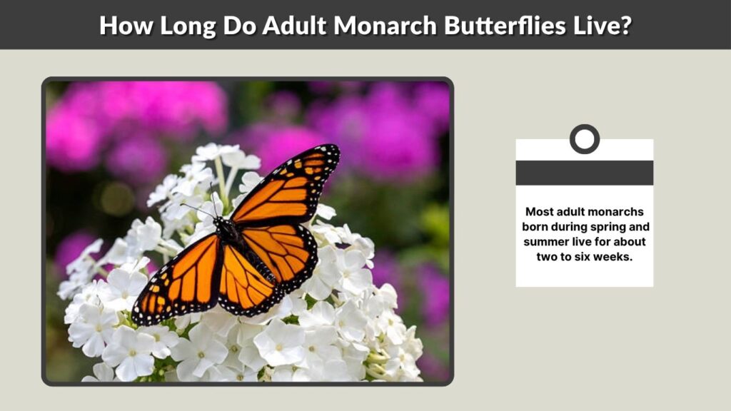 How Long Do Adult Monarch Butterflies Live?